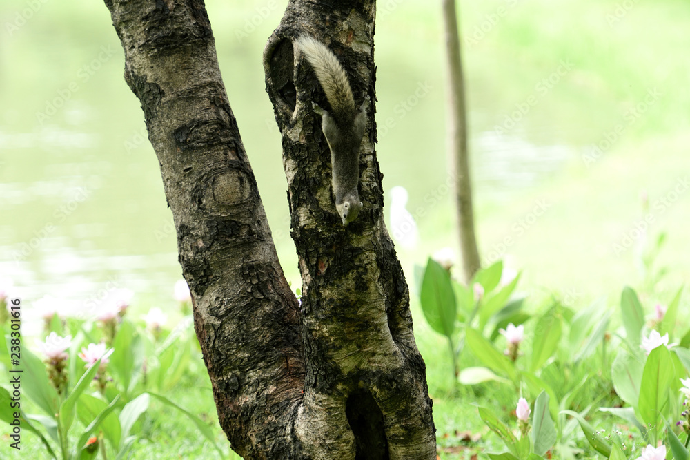 Obraz premium Squirrel