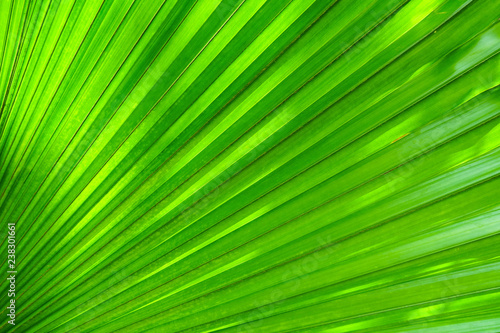 sunlight shining on green palm leaf, abstract line background