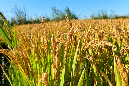 Mature rice in the field