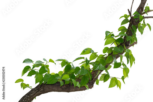 vine plant climbing isolated on white background with clipping path included.