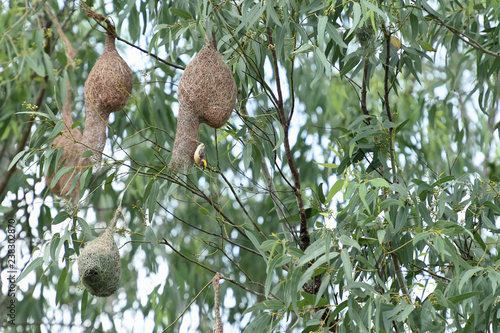 Weaverbird photo