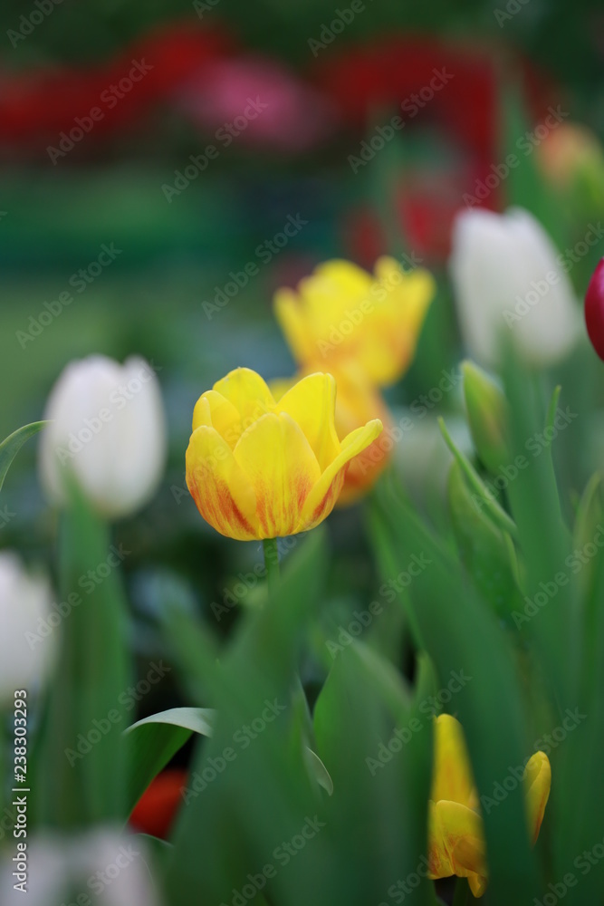 Naklejka premium Yellow tulips, winter flowers