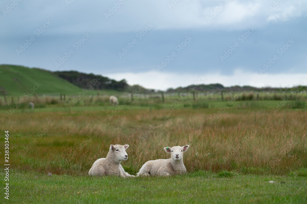 Two new lambs on farm Two new lambs on farm