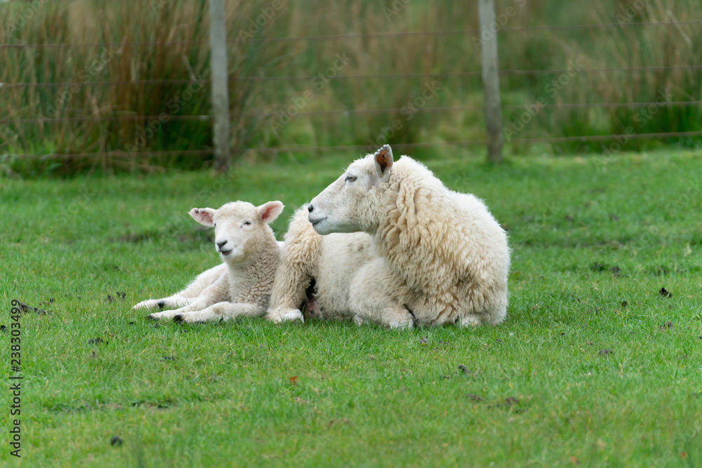 Obraz premium Sheep on New Zealand farm