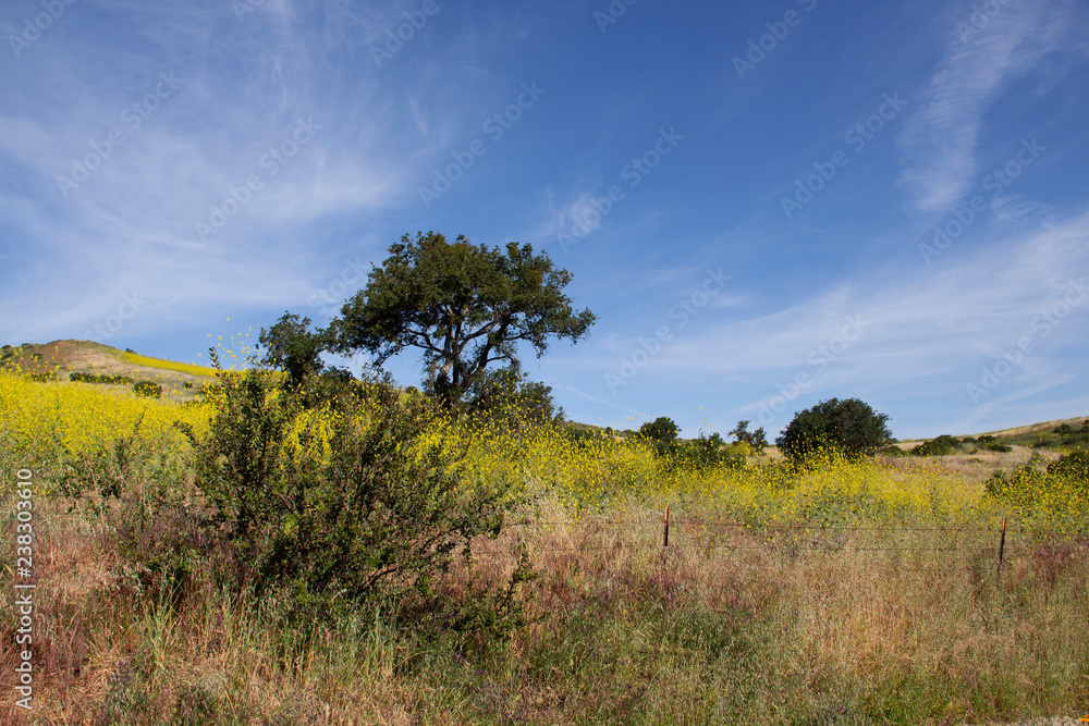 Hiking through the scenic hills of Irvine Open Ranch Space during spring.