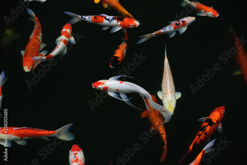 Koi fish colorful fancy a swim in the pond as well.