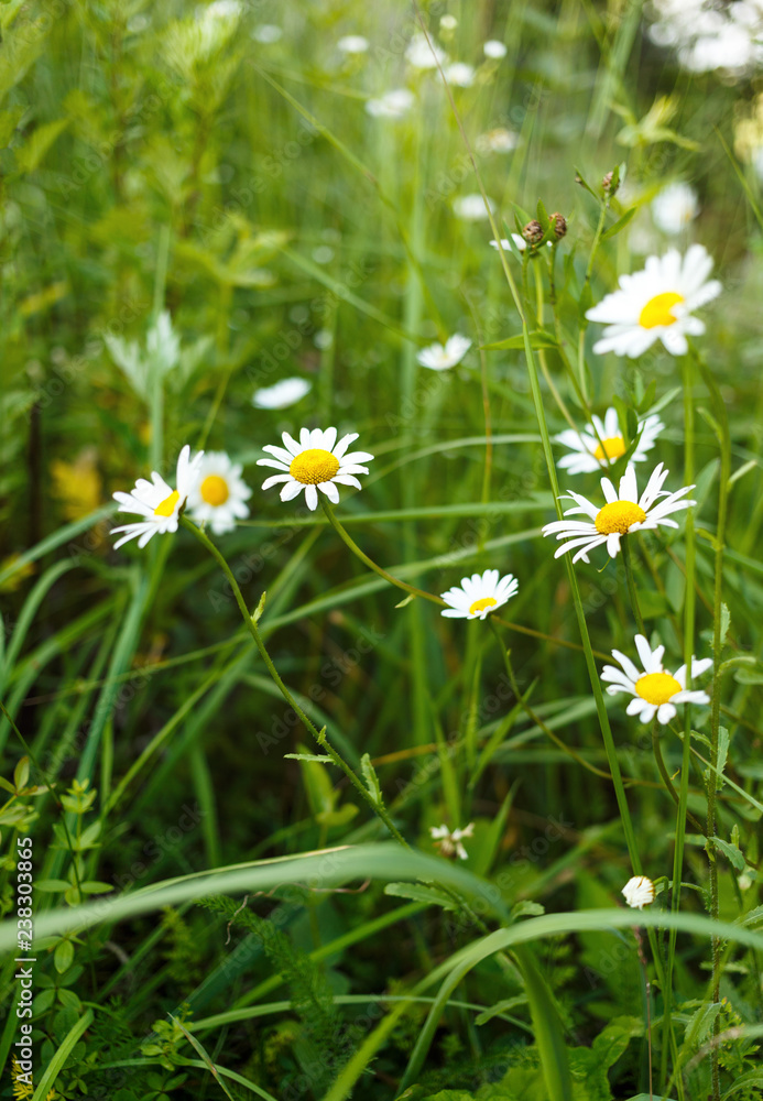 Chamomiles on meadow. Flowers. Blooming chamomile field on summer. nature background Chamomiles on meadow. Flowers. Blooming chamomile field on summer. nature background