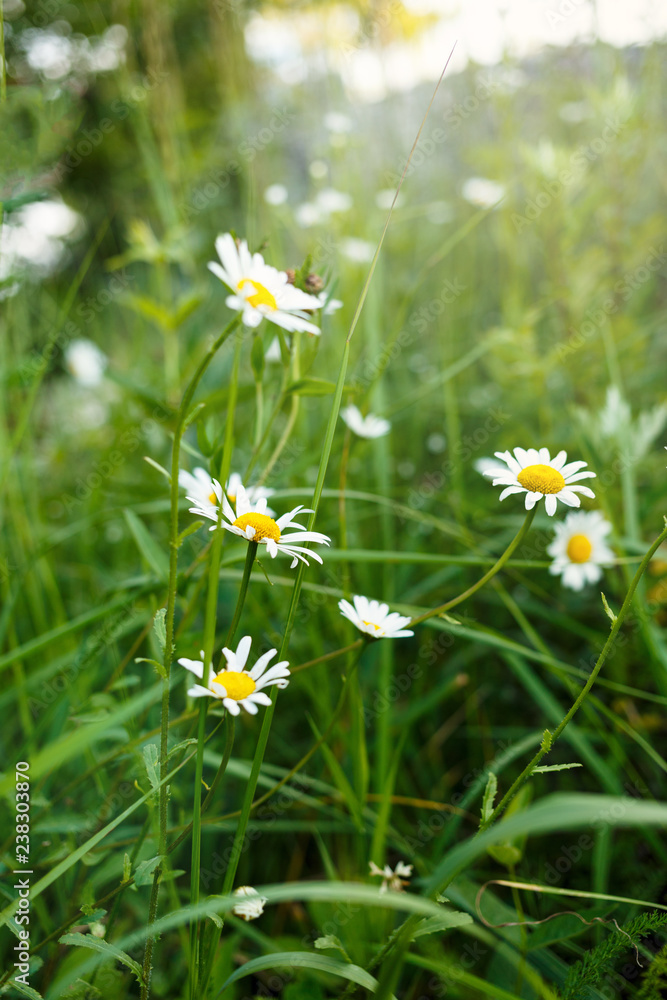 Chamomiles on meadow. Flowers. Blooming chamomile field on summer. nature background Chamomiles on meadow. Flowers. Blooming chamomile field on summer. nature background