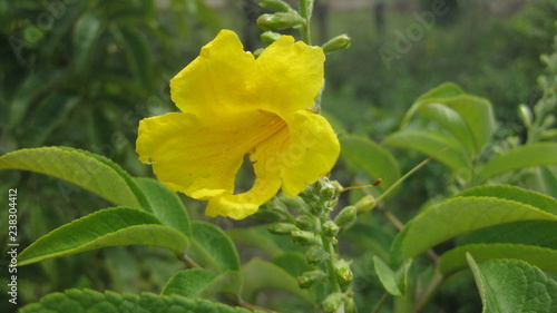 Flor Amarilla
