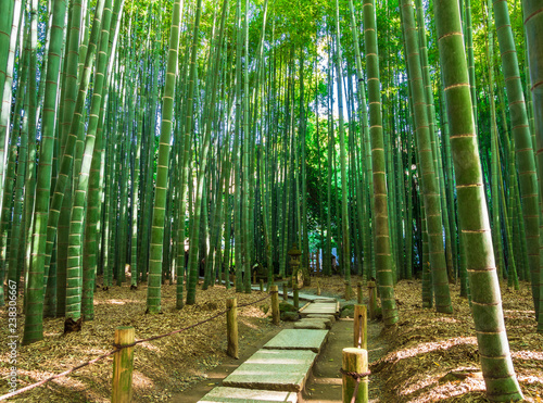 鎌倉 報国寺 竹の庭