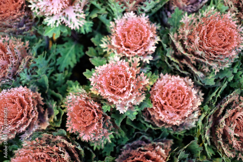 Flowering purple cabbage is growing in the garden. photo