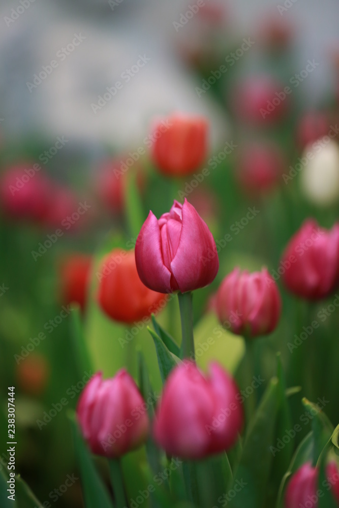 Fototapeta premium Red tulip flower