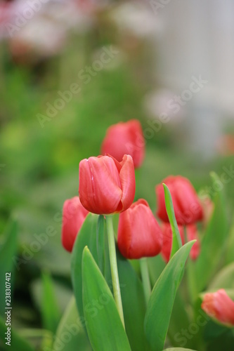 Red tulip flower