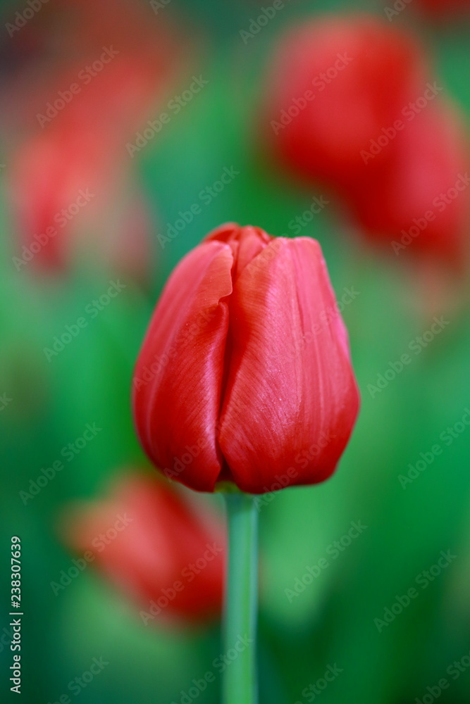 Red tulip flower Red tulip flower