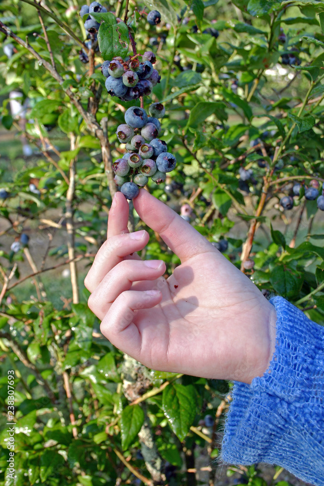 Picking Ripe Blueberries Picking Ripe Blueberries