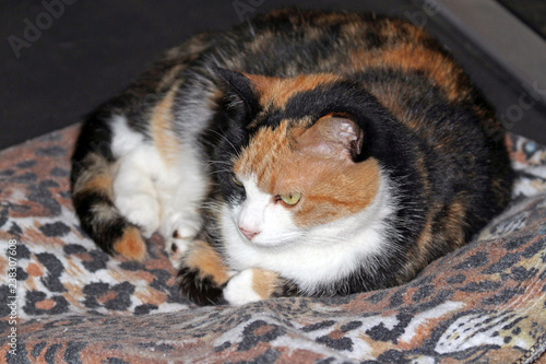 Calico Catc Coloring Blends Into a Tiger Print Blanket photo