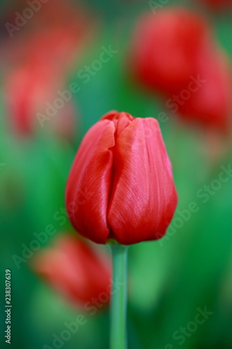 Red tulip flower