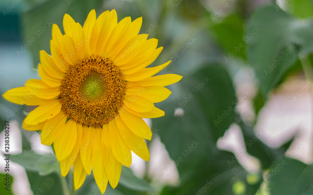 Sunflower Sunflower