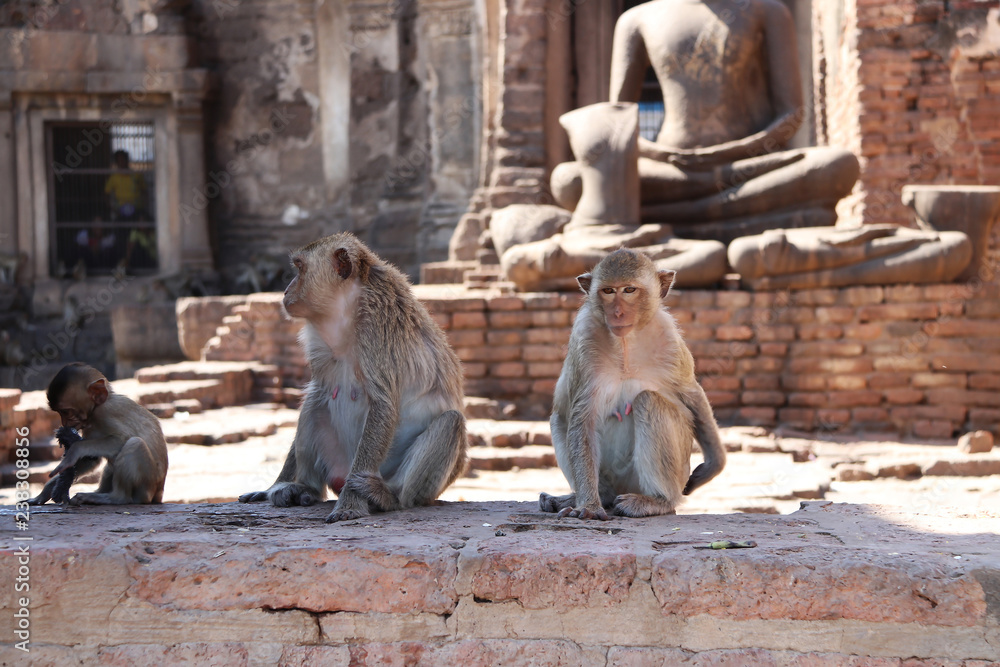 Monkeys on Buddha statues background at Phra Prang Sam Yot in Lopburi during the daytime and the large number of monkeys that run around free.