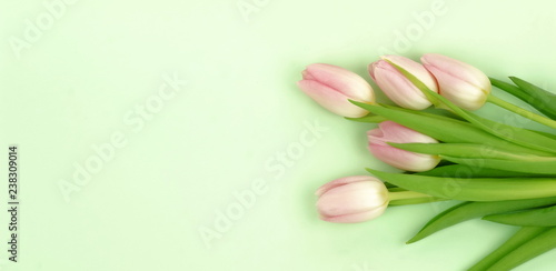 Fototapeta Naklejka Na Ścianę i Meble -  Flowers composition background banner. bouquet of pink tulips on a pale green background. top view. copy space. Holiday concept. Pastel colors background