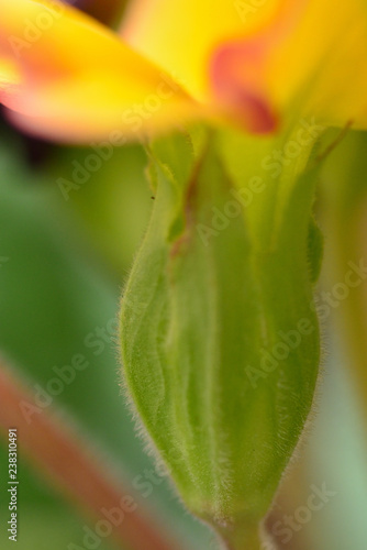 polyanthus flower closeup