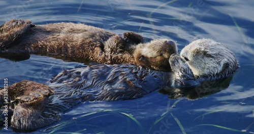 Slow motion, close-up shot of baby and mother sea otter sleeping in Morro Bay, California