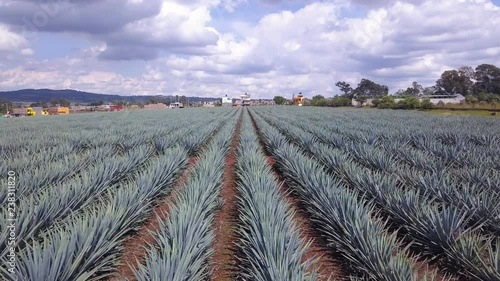 Agave Field 4k Aerial Dolly Drone of Tequila Plants Located in Jalisco, Mexico. Blue Webber Agave Rows of Cactus Like Plants. Rural Area with Red Dirt Covered the Ground and Blue Sky in Background