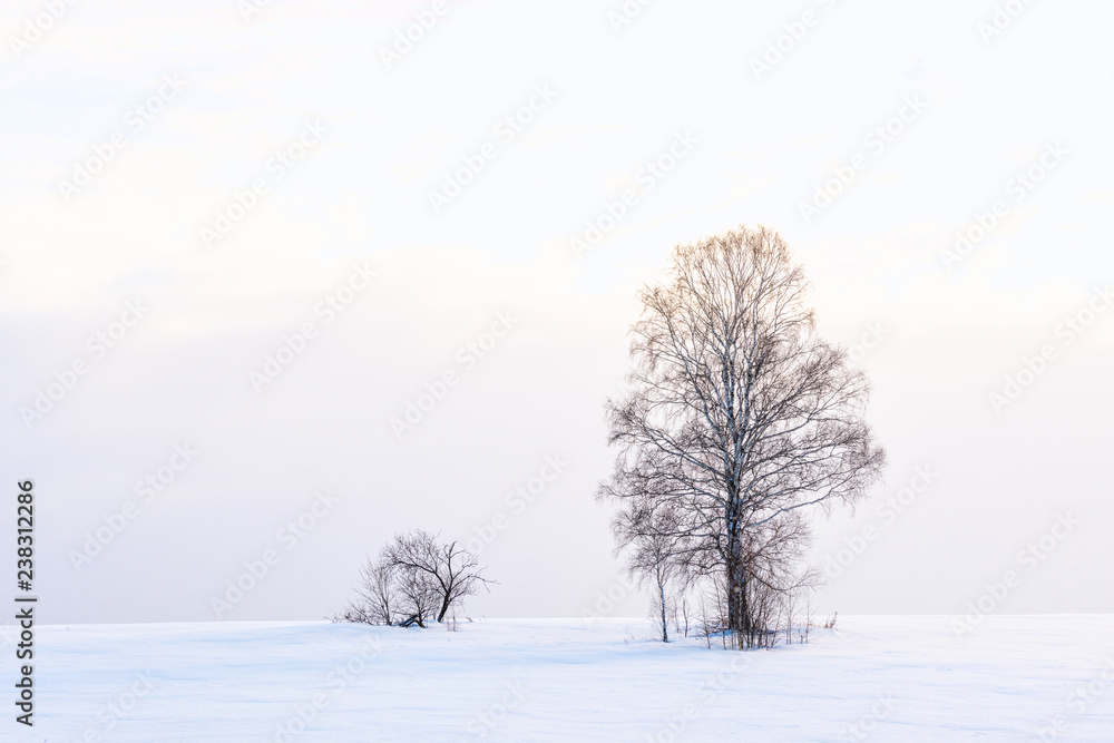 picturesque view of snow-covered field at winter day picturesque view of snow-covered field at winter day