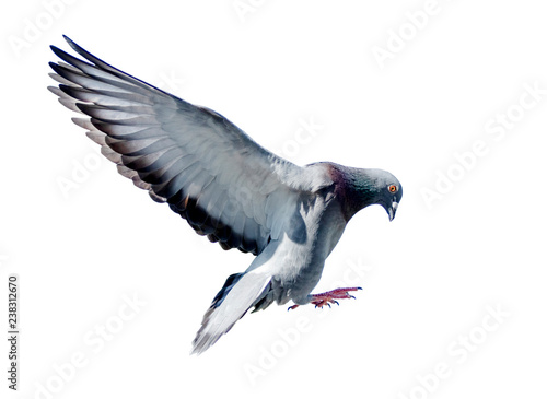 full body of flying pigeon bird isolated white background
