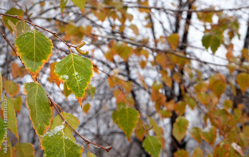 autumn background, birch branch autumn background, birch branch