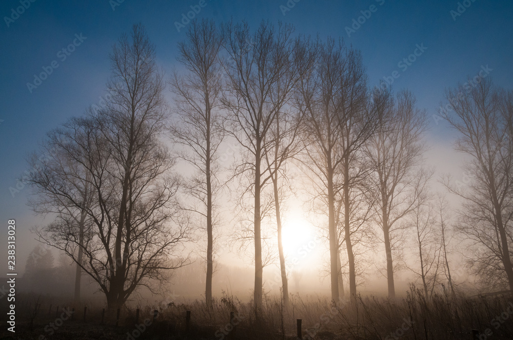 The rising sun peaking throught the trees on an early morning in showing a mist covered landscape. East Flanders, Belgium in Winter