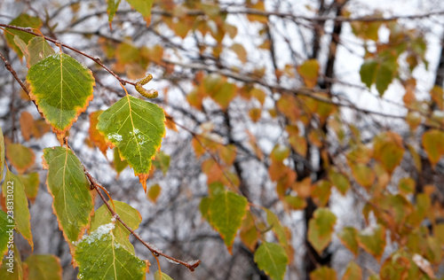 autumn background, birch branch