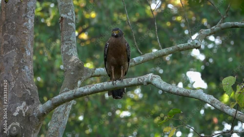 Crested Serpent Eagle Bird (Spilornis cheela) Sitting on Tree Branch Crested Serpent Eagle Bird (Spilornis cheela) Sitting on Tree Branch
