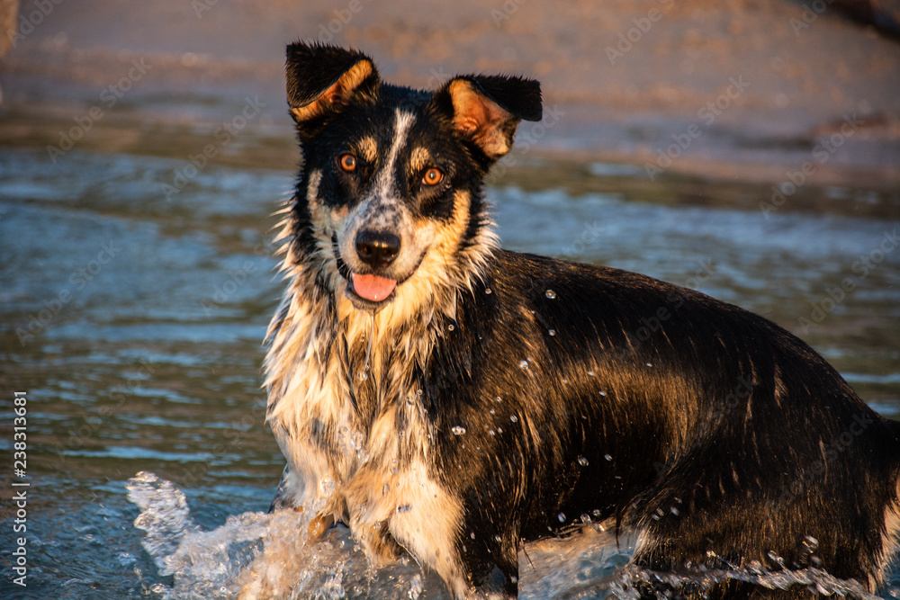 Wet Border Collie mix Wet Border Collie mix