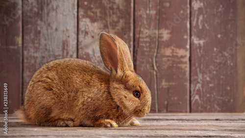 rabbit on old wooden background