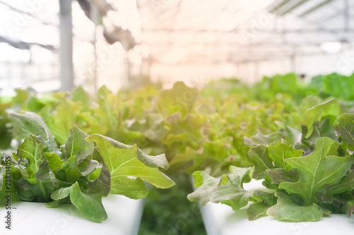 Fresh and growing hydroponic salad vegetables in greenhouse with sun light photo