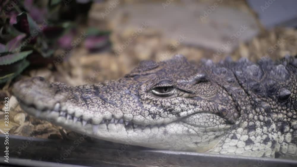 Alligator in terrarium. (Cayman. Crocodile) Alligator in terrarium. (Cayman. Crocodile)