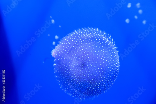 White-spotted jellyfish  Australian spotted jellyfish
