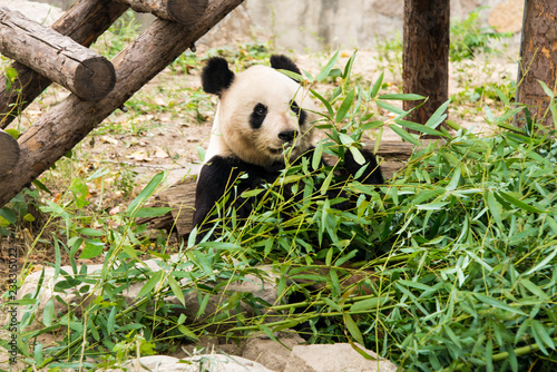 Fototapeta Naklejka Na Ścianę i Meble -  Big panda, bamboo bear