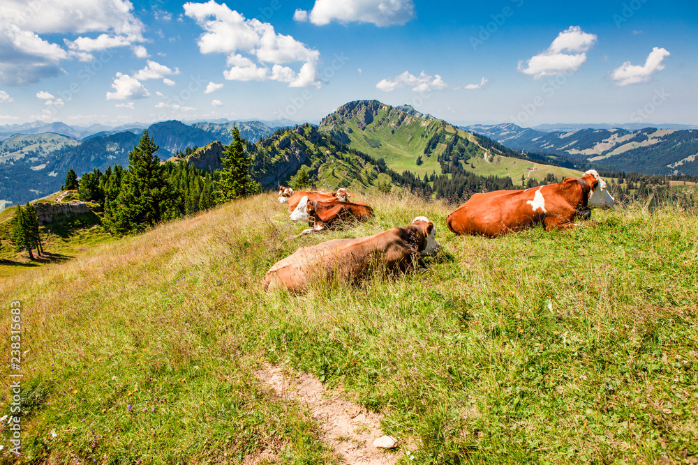 Fototapeta premium Cows on the summit - Stuiben - Bavaria – Germany