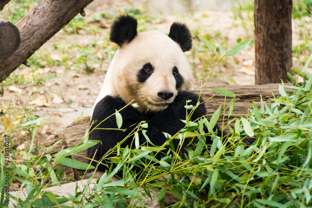 Obraz premium Duża panda, bambusowy miś