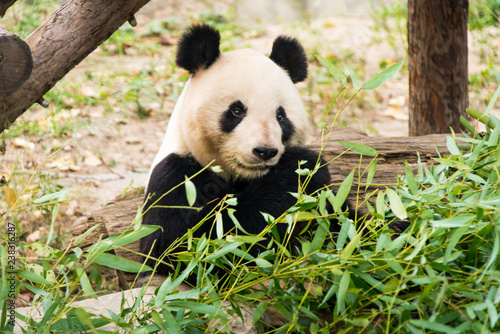 Fototapeta Naklejka Na Ścianę i Meble -  Big panda, bamboo bear