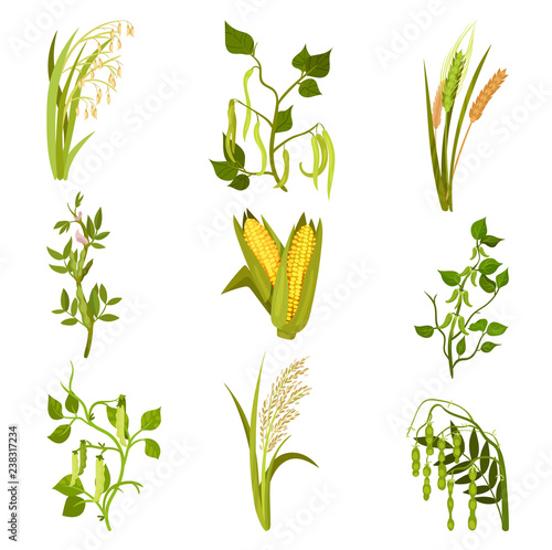 Flat vector sett of cereals and legumes plants. Agricultural crop. Different types of beans and grains
