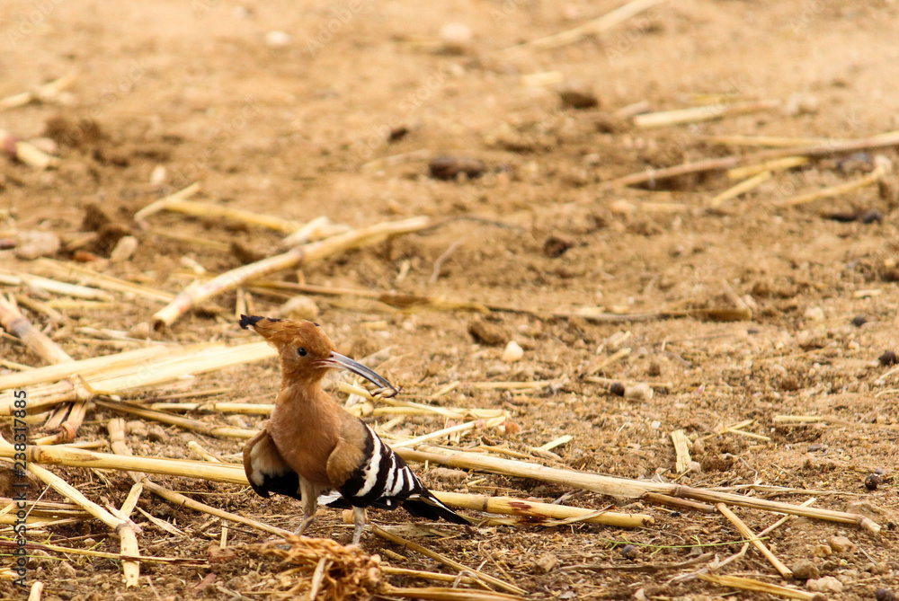 Obraz premium wood pecker