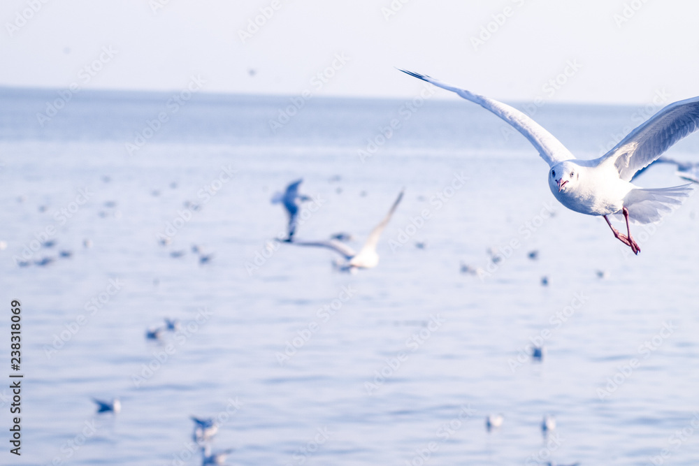 Seagull Flight, Sea Bird Flying Through Blue Sky Blue sea white bright tone nature can retreat your day from everyday life living travel seascape blur blue tone background