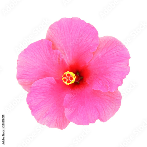 pink hibiscus flower on white background with clipping path