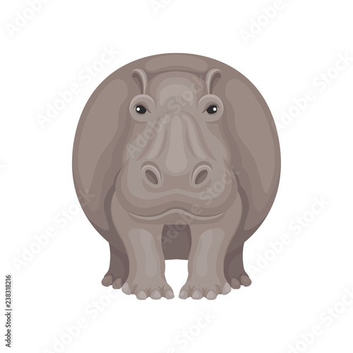 Flat vector design of large gray hippo, front view. African mammal creature. Animal of Safari park