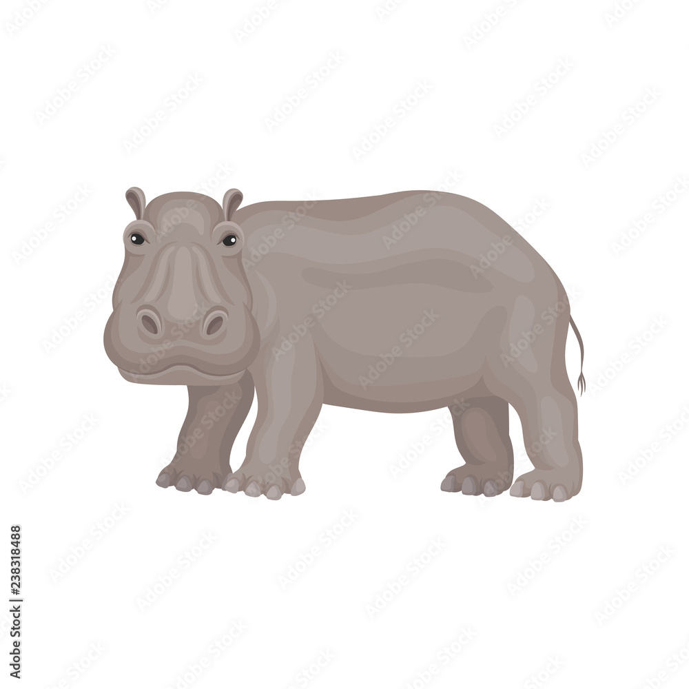 Wild gray hippo standing isolated on white background, side view. African animal. Wildlife theme. Flat vector icon