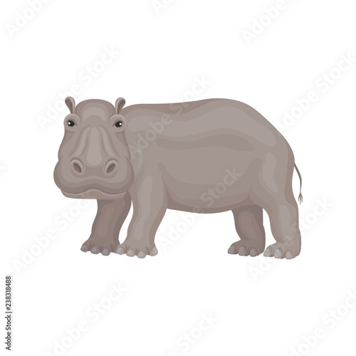 Wild gray hippo standing isolated on white background  side view. African animal. Wildlife theme. Flat vector icon