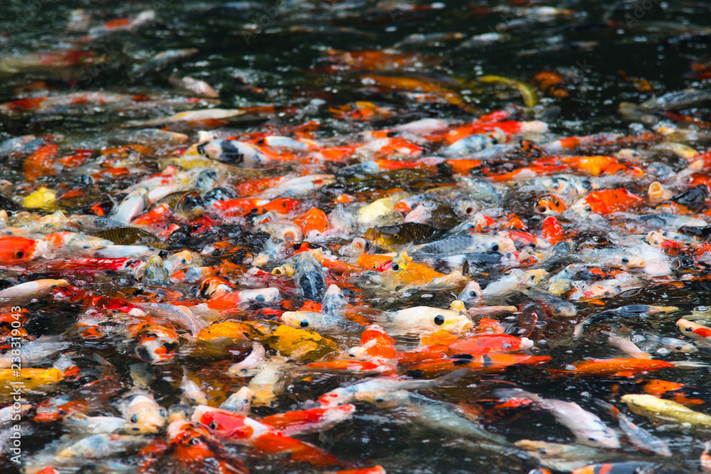 color of fishes color of fishes